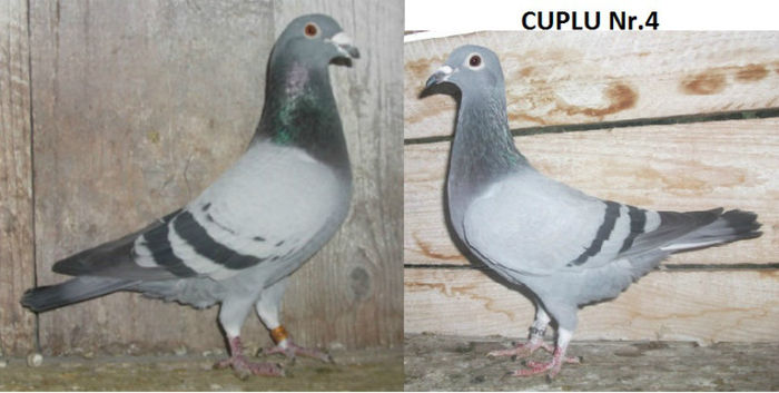 cuplu4 - Matca-2013