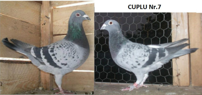 CUPLU7 - Matca-2013