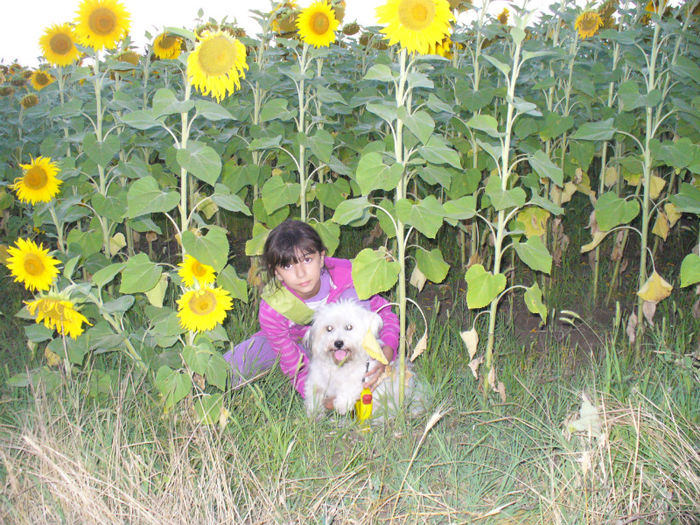 P1150886 - apus de soare la tara