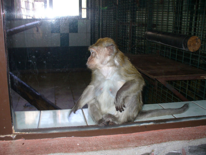 P1130755 - in vizita la zoo