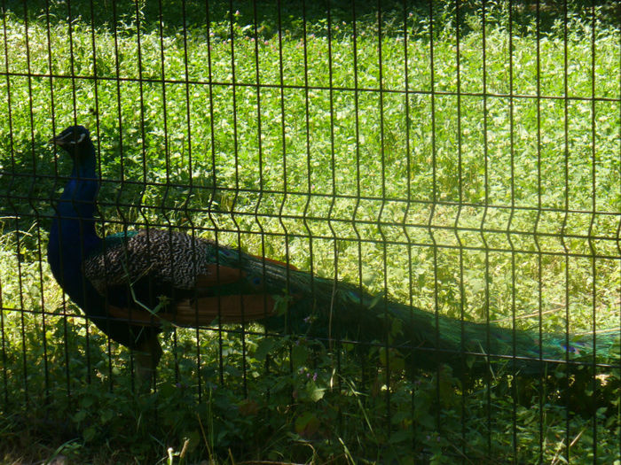 P1130837 - in vizita la zoo