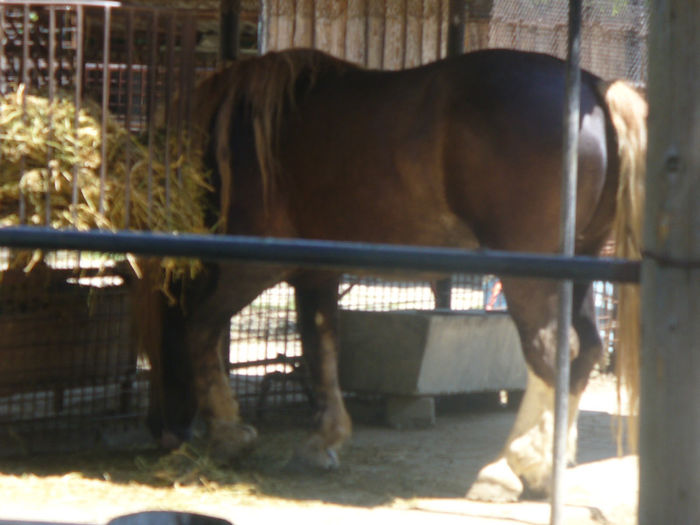 P1130842 - in vizita la zoo