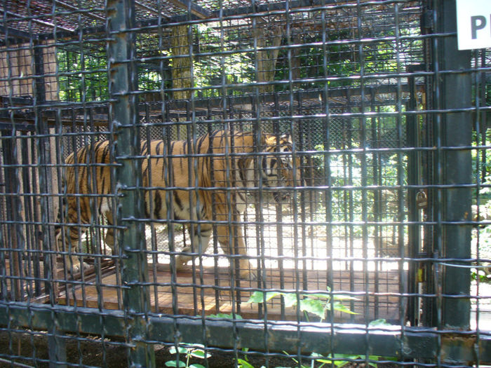 P1130853 - in vizita la zoo