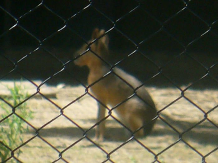 P1130862 - in vizita la zoo