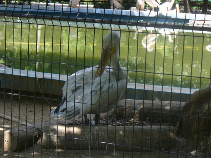 P1130897 - in vizita la zoo