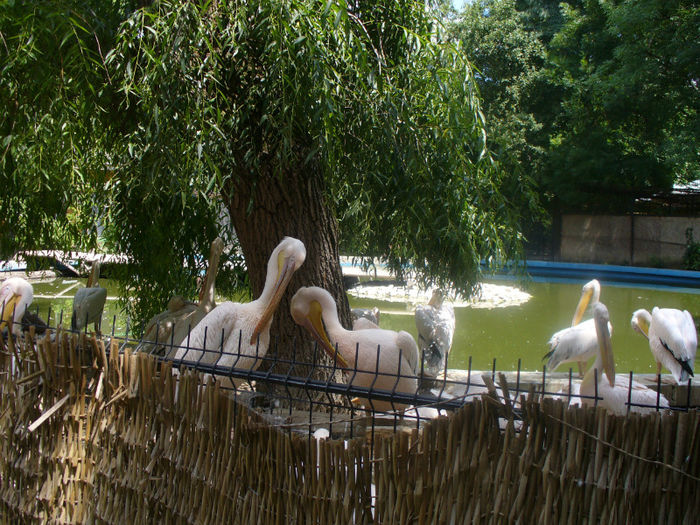 P1130900 - in vizita la zoo