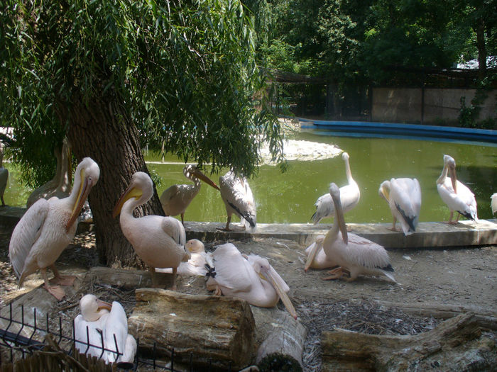 P1130902 - in vizita la zoo