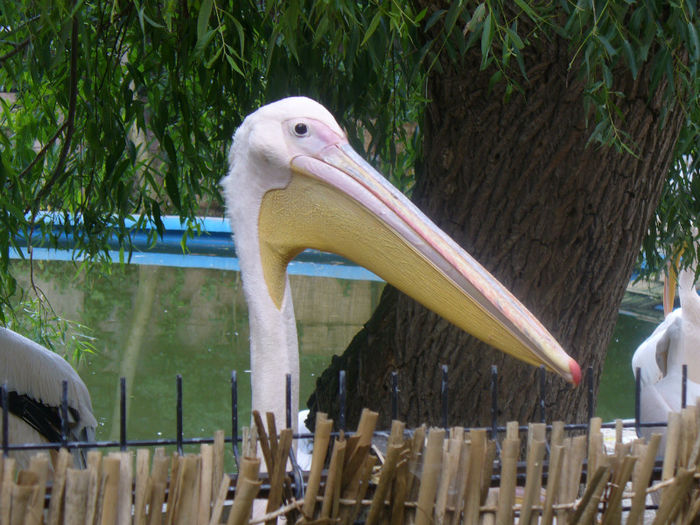 P1130927 - in vizita la zoo