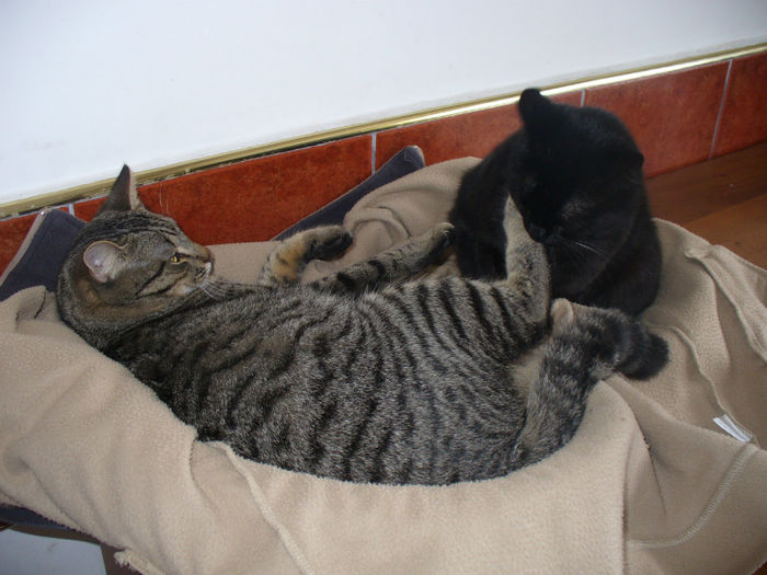 ba este si dreptul meu aici!