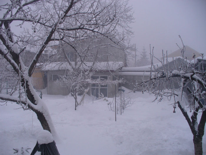 P1150051 - gradina mea de iarna