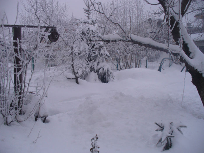 P1150054 - gradina mea de iarna