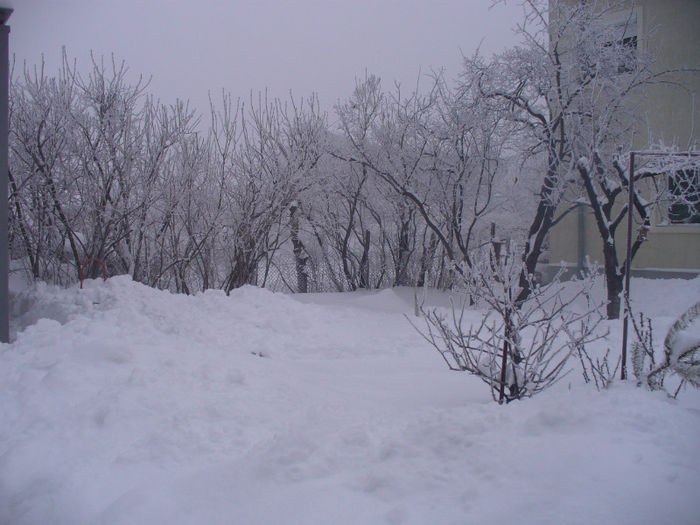 P1150067 - gradina mea de iarna