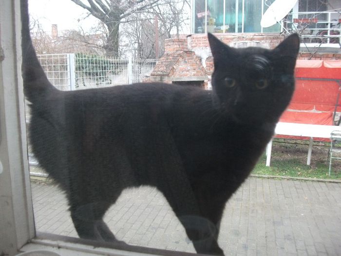 noul membru al familiei - Animalutele casei