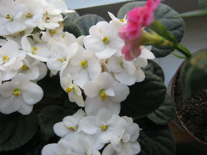 IMG_5051 - Florile mele 1