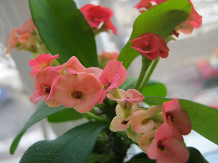 IMG_5052 - Florile mele 1