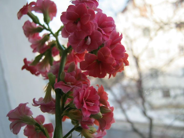 IMG_5059 - Florile mele 1
