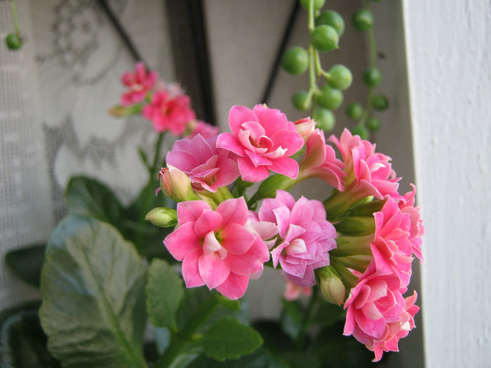 IMG_5062 - Florile mele 1