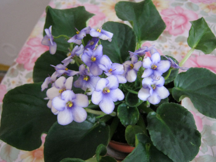 IMG_5074 - Florile mele 1