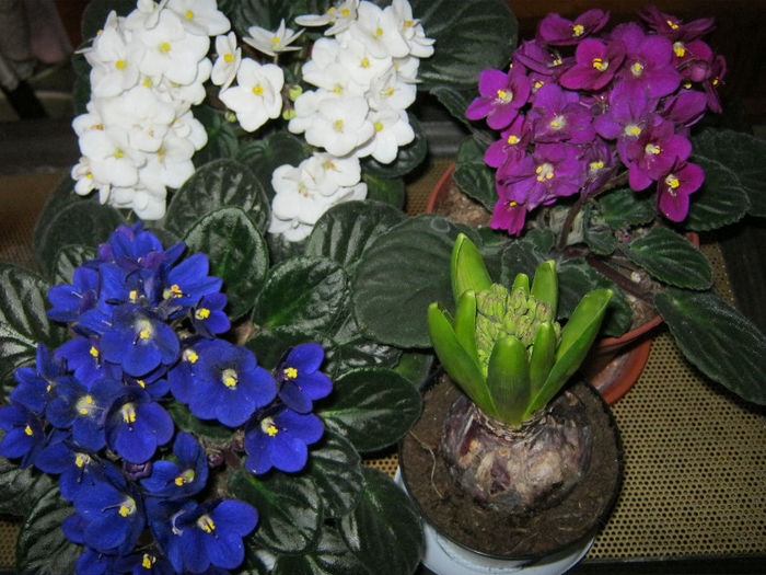 IMG_5377 - Florile mele 1