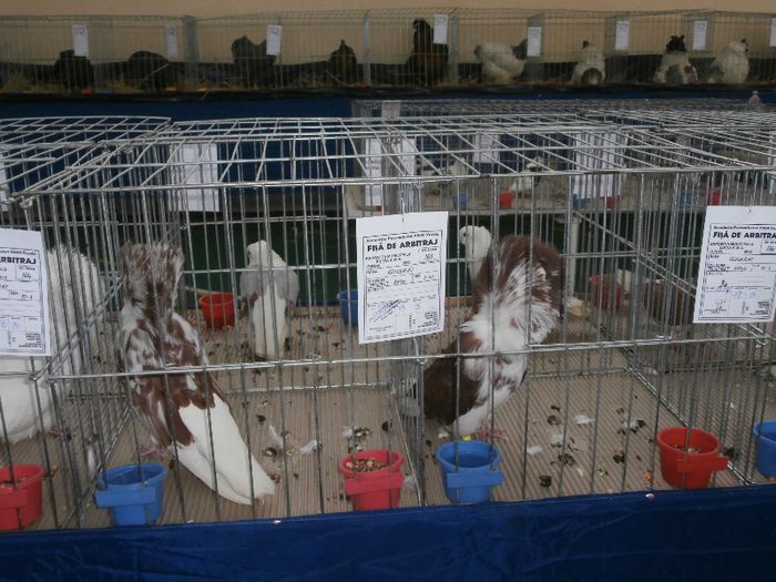 P2090187 - O- Expozitie Turda 2013