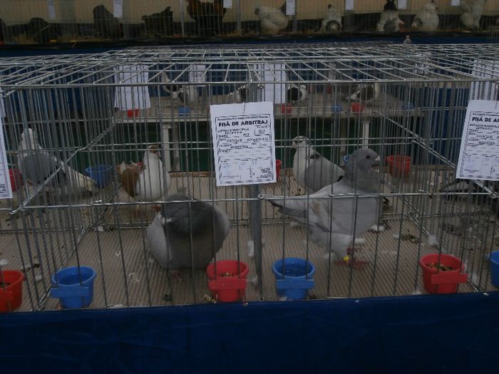 P2090188 - O- Expozitie Turda 2013