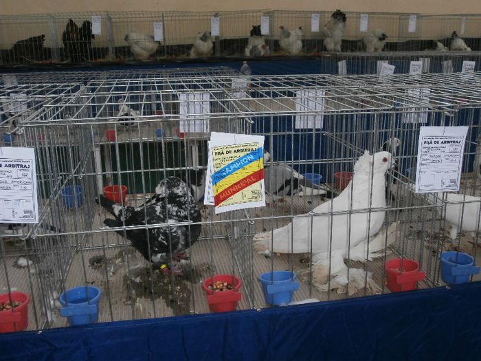 P2090189 - O- Expozitie Turda 2013