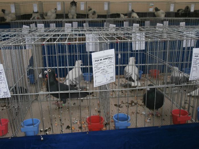 P2090191 - O- Expozitie Turda 2013