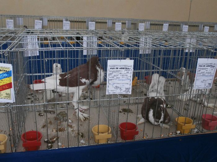 P2090195 - O- Expozitie Turda 2013