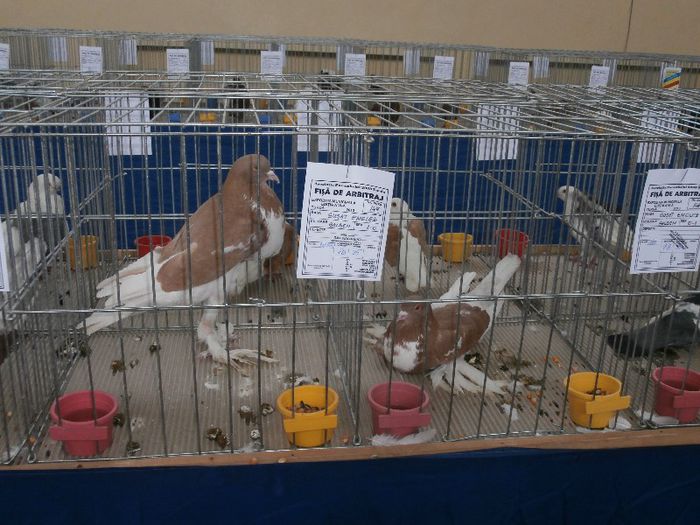 P2090196 - O- Expozitie Turda 2013