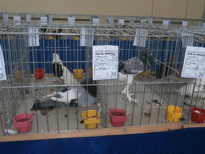 P2090197 - O- Expozitie Turda 2013