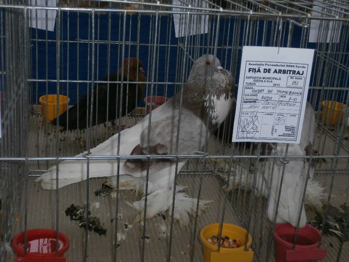 P2090198 - O- Expozitie Turda 2013