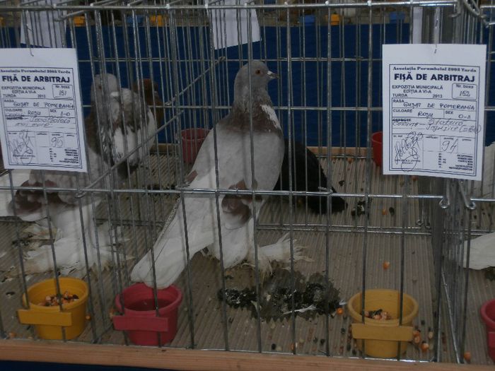 P2090199 - O- Expozitie Turda 2013