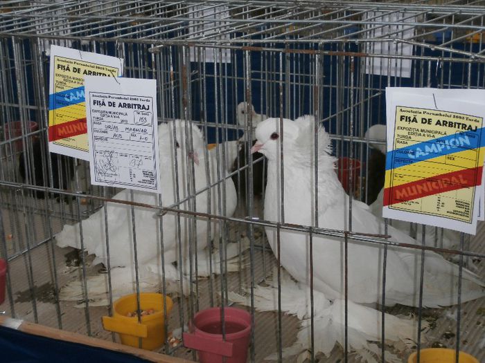 P2090202 - O- Expozitie Turda 2013