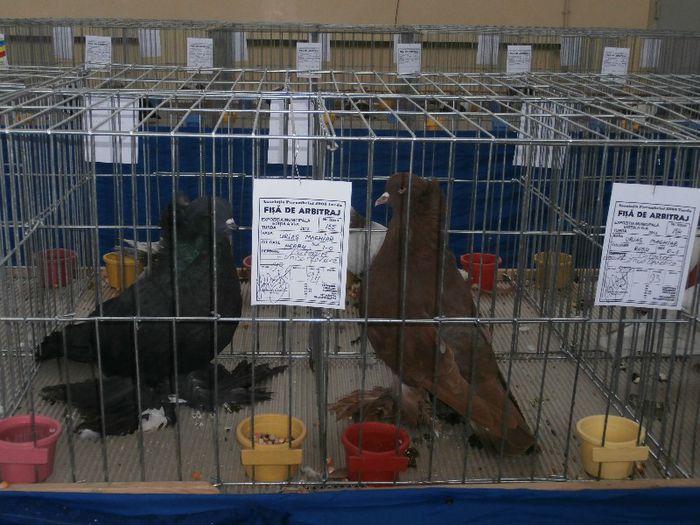 P2090203 - O- Expozitie Turda 2013