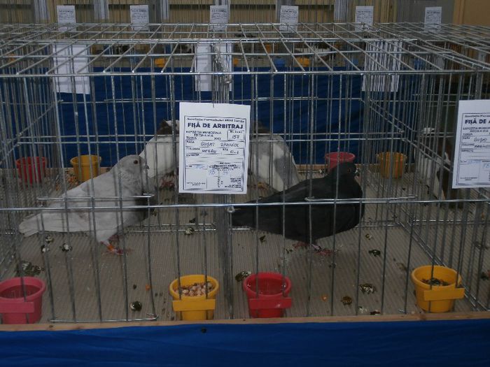 P2090204 - O- Expozitie Turda 2013