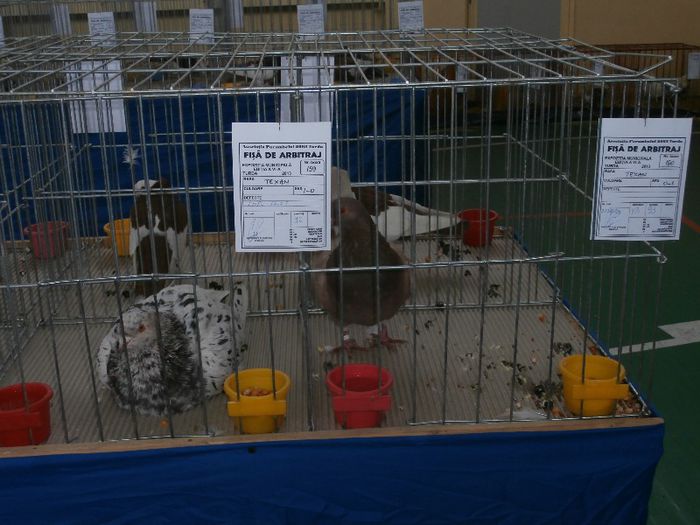 P2090205 - O- Expozitie Turda 2013