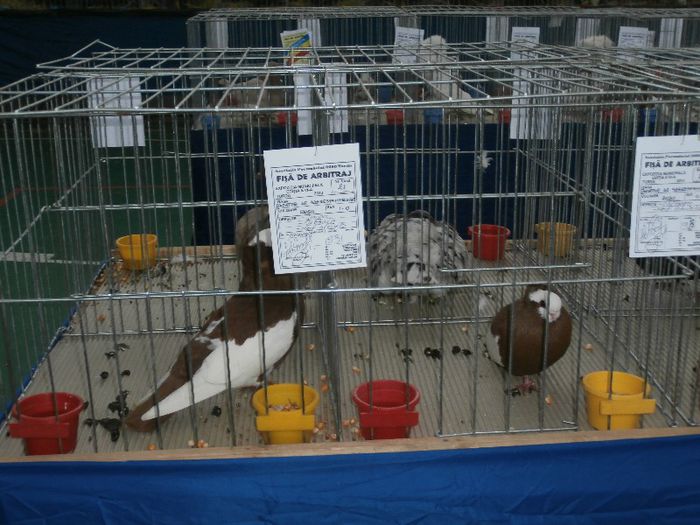 P2090206 - O- Expozitie Turda 2013