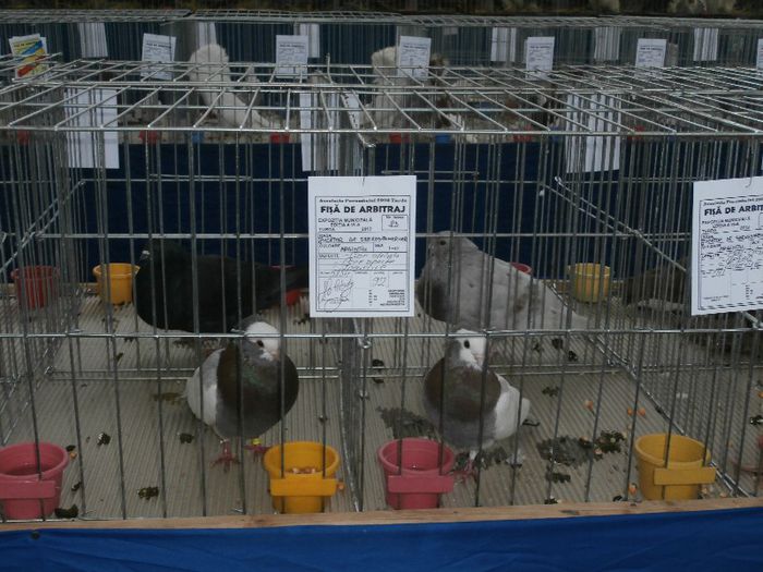 P2090207 - O- Expozitie Turda 2013