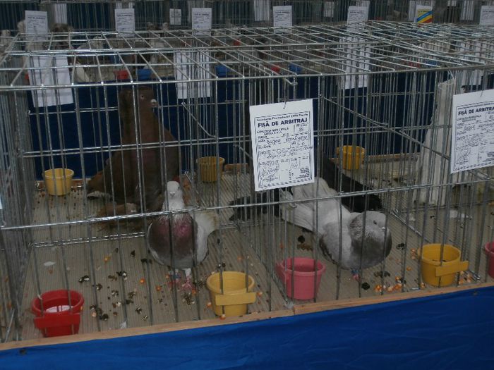 P2090208 - O- Expozitie Turda 2013