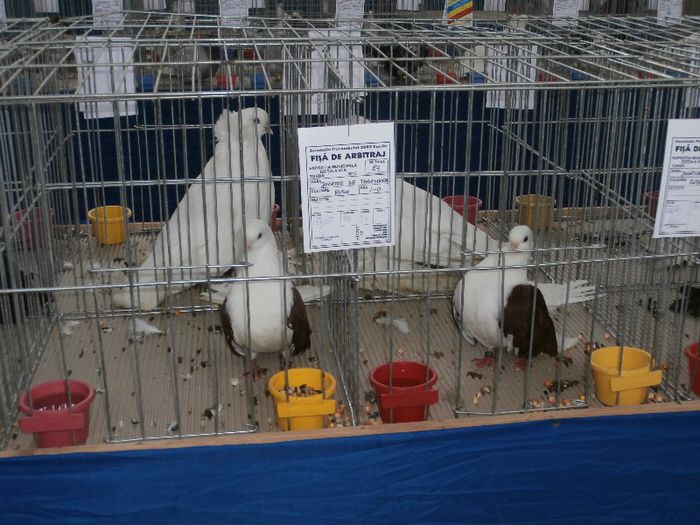 P2090209 - O- Expozitie Turda 2013