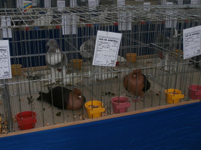 P2090210 - O- Expozitie Turda 2013