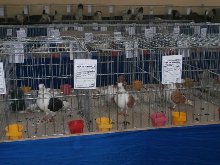 P2090211 - O- Expozitie Turda 2013