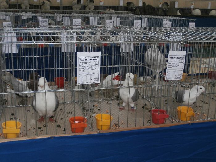 P2090212 - O- Expozitie Turda 2013