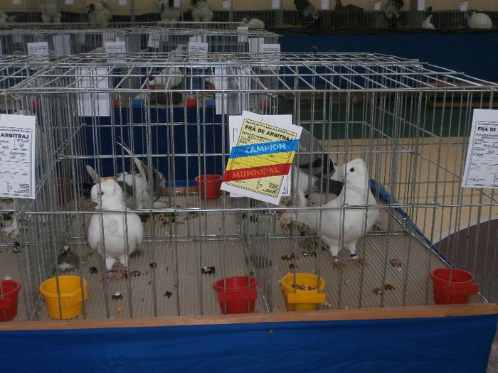 P2090213 - O- Expozitie Turda 2013