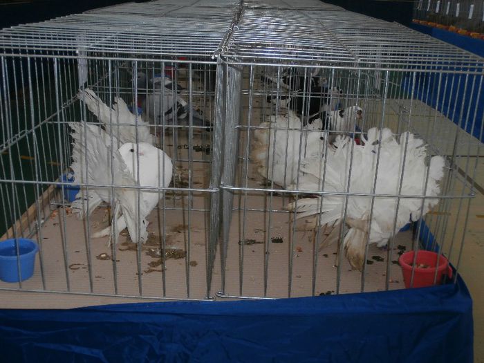 P2090214 - O- Expozitie Turda 2013