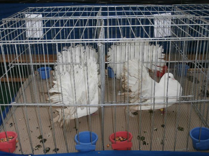 P2090215 - O- Expozitie Turda 2013