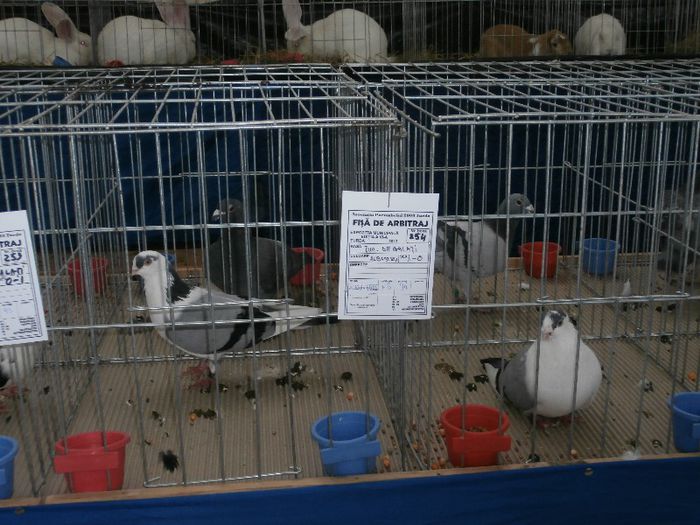 P2090217 - O- Expozitie Turda 2013