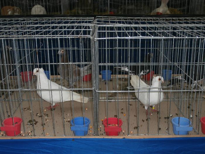 P2090220 - O- Expozitie Turda 2013