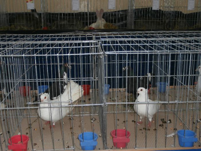 P2090221 - O- Expozitie Turda 2013