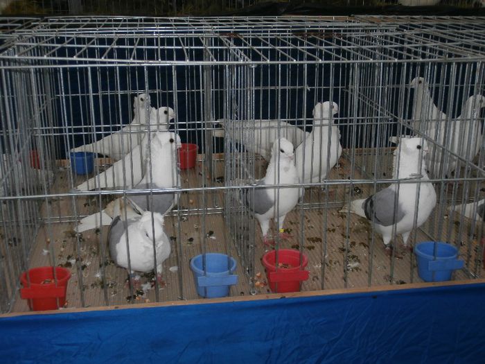 P2090222 - O- Expozitie Turda 2013